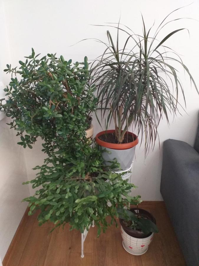 Trosoban Apartman Sarajevo, Ilidza Centar Extérieur photo